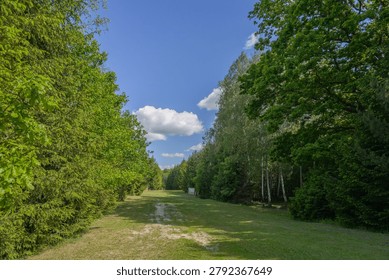 Grassy forest path clearing surrounded by dense green trees on both sides under bright blue sky with scattered white clouds