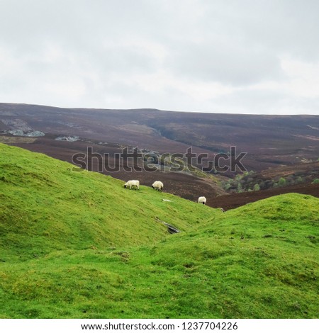 Grassy hills with sheep - Auchindoun Castle, Scotland