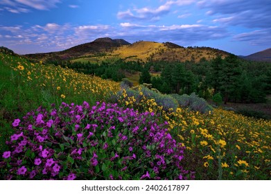 A grassy hillside covered in a vibrant array of wildflowers. O'Leary Peak, Arizona