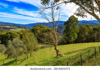 Grassy hillside with leafless tree and forested mountains in Victoria Australia