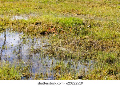 Grassy Marshland With Standing Water