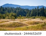 The Grassy Mounds at Mima Mounds Natural Area Preserve, Nature preserve in Washington State, USA