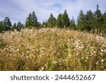 The Grassy Mounds at Mima Mounds Natural Area Preserve, Nature preserve in Washington State, USA