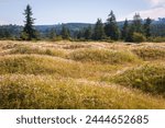 The Grassy Mounds at Mima Mounds Natural Area Preserve, Nature preserve in Washington State, USA