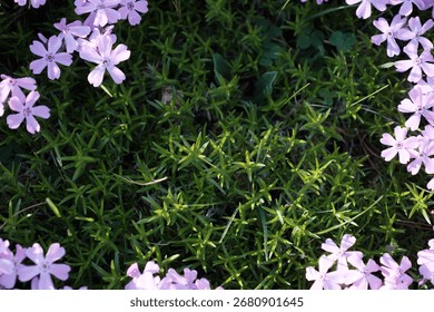 The grassy patch surrounded by creeping phlox flowers in a field