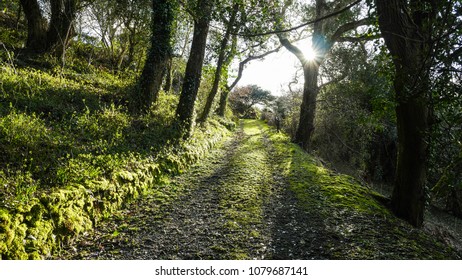 Grassy Path In Dappled Sunlight Through Over Hanging Trees