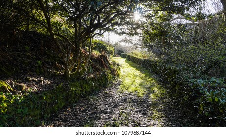 Grassy Path In Dappled Sunlight Through Over Hanging Trees