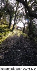 Grassy Path In Dappled Sunlight Through Over Hanging Trees