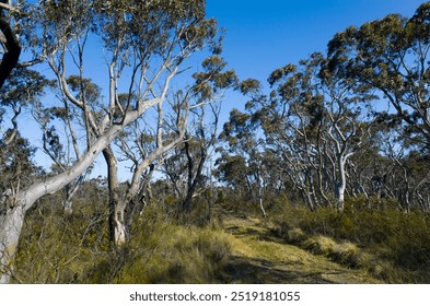 A grassy path meanders through dense forest of tall eucalyptus trees in the Australian bushland. Sunlight filters through the branches under a clear blue sky, with dry vegetation lining the ground.
 - Powered by Shutterstock