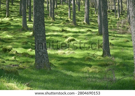 A grassy path through the forest above Buttermere in the Lake District