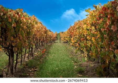 A grassy path in the vineyard surrounded by a vibrant autumnal landscape in Healesville, Australia.