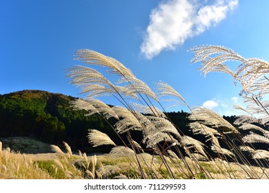 Grassy Plain Japanese Pampas Grass Hakone Stock Photo 711299593 ...