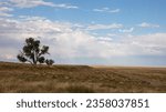 The grassy plains of eastern Colorado. Blue sky, dark storm clouds and yellow grasses in the foreground with two stark trees on the horizon.  Tall grasses on the high plains.  