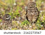 At grassy ridge of Florida, Cape Coral, nest hole, Burrowing Owl chick and parent swivel heads and gaze right 