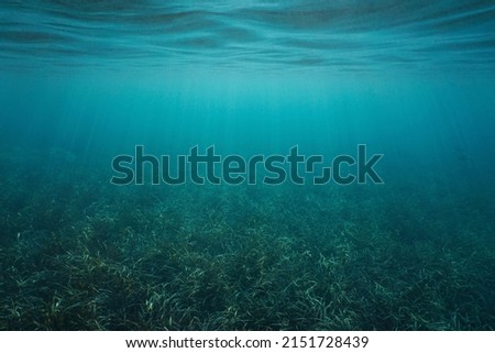 Grassy seabed and water surface underwater in the sea (Posidonia oceanica seagrass), natural scene, Mediterranean sea