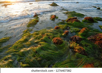 Grassy seaweed of the exposed shore marine tide pools at low tide along the Pacific Coast.