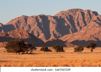 Grassy steppe with Camel Thorn trees (Vachellia erioloba), near Sesriem Camp, evening light, Naukluft Mountains at the back, Sesriem, Namibia