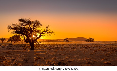 Grassy steppe with Camel Thorn trees (Vachellia erioloba), near Sesriem, evening light, Naukluft Mountains at the back, Sesriem, Namibia. - Powered by Shutterstock