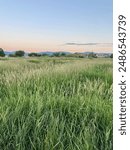 Grassy Summer Field - Bozeman, Montana