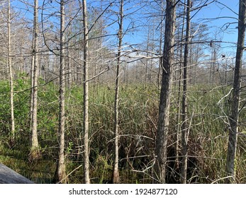 Grassy Waters Everglades Preserve In Palm Beach Gardens, Florida