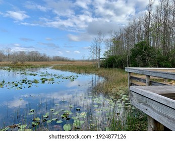 Grassy Waters Everglades Preserve In Palm Beach Gardens, Florida