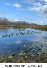 Grassy Waters Everglades Preserve In Palm Beach Gardens, Florida