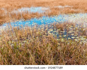 Grassy Waters Everglades Preserve In Palm Beach Gardens, Florida