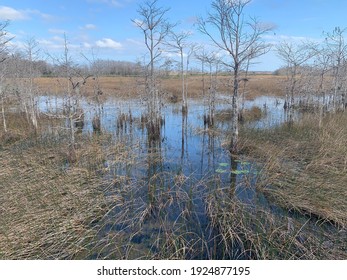 Grassy Waters Everglades Preserve In Palm Beach Gardens, Florida