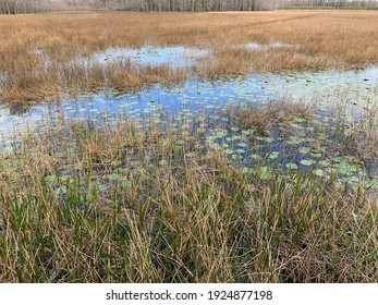 Grassy Waters Everglades Preserve In Palm Beach Gardens, Florida