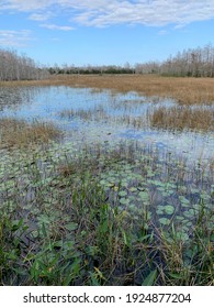 Grassy Waters Everglades Preserve In Palm Beach Gardens, Florida