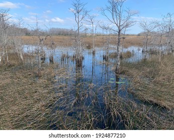 Grassy Waters Everglades Preserve In Palm Beach Gardens, Florida