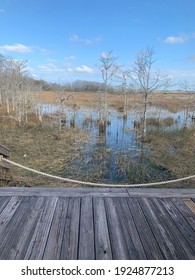 Grassy Waters Everglades Preserve In Palm Beach Gardens, Florida