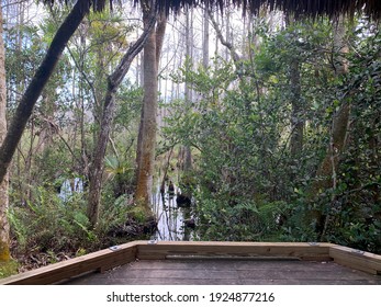 Grassy Waters Everglades Preserve In Palm Beach Gardens, Florida