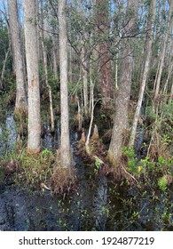 Grassy Waters Everglades Preserve In Palm Beach Gardens, Florida