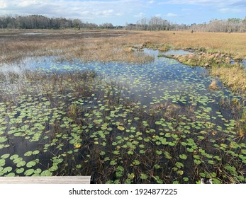 Grassy Waters Everglades Preserve In Palm Beach Gardens, Florida