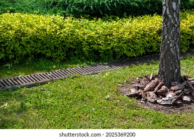 grate drainage system on lawn with green grass and bushes in backyard garden with tree trunk bark and mulching, rainwater drainage system in park among plants lit by sunlight, nobody.