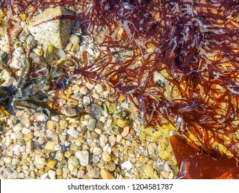 Grateloupia filicina red seaweed in Galicia, Spain