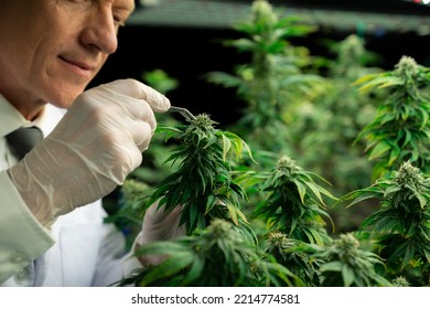 Gratifying Male Scientist Using Tweezers To Remove Bud From Cannabis Hemp Plant. Cannabis Hemp Farm In Grow Facility For High Quality Medicinal Cannabis Product For Medical Usage And Health Care.