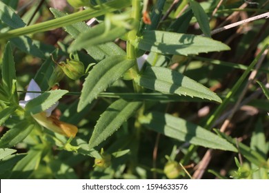 Gratiola Officinalis - Wild Plant.