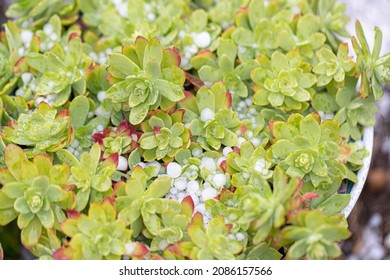 Graupel, Hail Fell Over House Plants