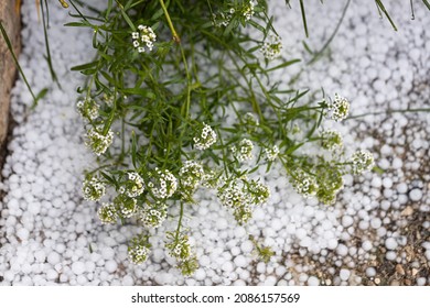 Graupel, Hail Fell Over House Plants