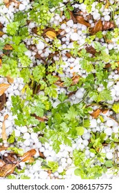 Graupel, Hail Fell Over House Plants