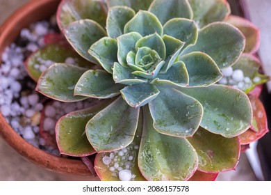 Graupel, Hail Fell Over House Plants