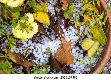 Graupel, Hail Fell Over House Plants