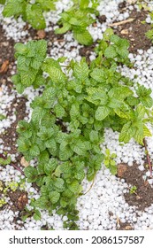 Graupel, Hail Fell Over House Plants