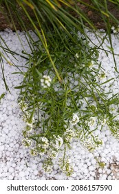 Graupel, Hail Fell Over House Plants