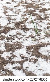 Graupel On The Onion Plant, Hail Damage