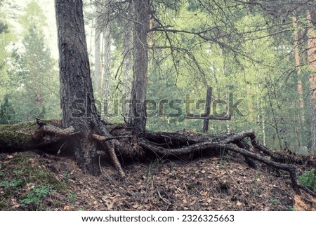 The grave of an unknown man. Weathered wooden cross behind big roots of pine tree in the forest. 