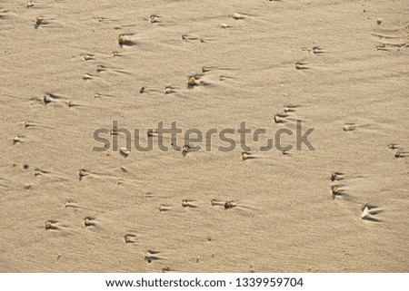 Gravel creates wrinkles on the sand.