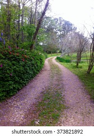 A Gravel Driveway Covered With Purple Flowers